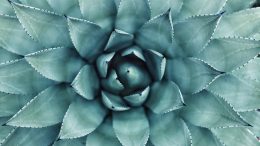 Où trouver des plantes d'intérieur pas chères ?