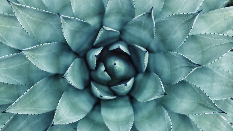 Où trouver des plantes d'intérieur pas chères ?